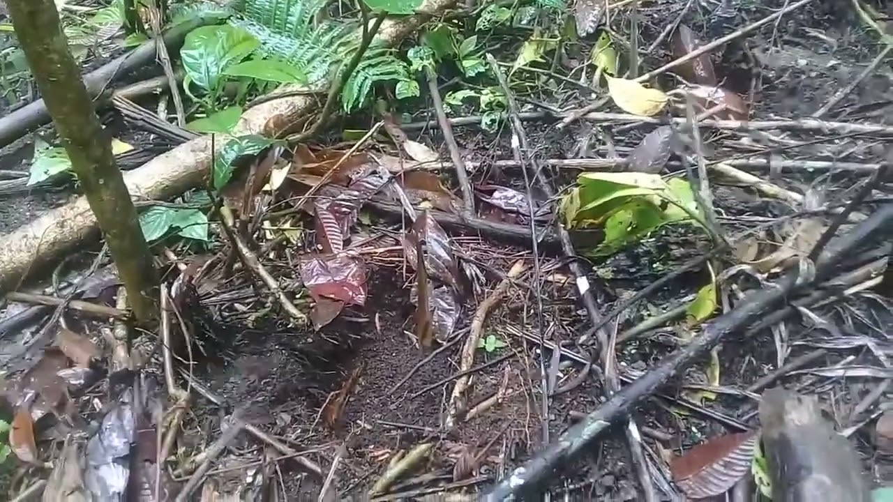 jaime condoy aki es el inicio de un cultivo de malanga