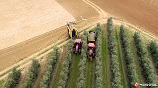 Super Intensive Olive Harvester By Moresil For Super High Density Olive Harvesting Applications