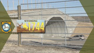 Wyomings Wildlife Conservation License Plate