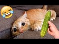 Funny Cats &amp; Dogs🐱🐶 Epic Fails Animals 🤣 Funniest Cute Animal Videos Compilation 😆