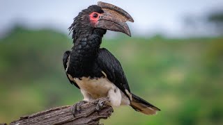 Trumpeter Hornbill call