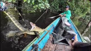 Wah, Tajur Ikan Besar Malah Menjadi Santapan Anak Godzilla