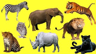 Учим Животных  Дикие Животные Для Детей  Животные В Зоопарке. Учим Голоса И Звуки Животных.