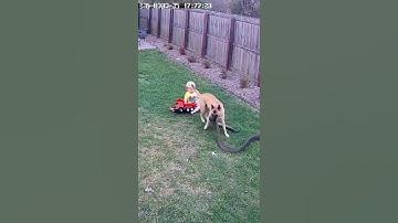 Dog jumps in and attacks the snake