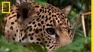 Un jaguar chassé par un capucin
