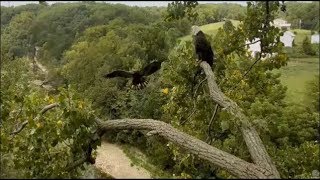 Decorah Eagles- D30 Visits Mom On The Y Branch