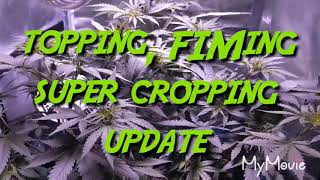 Topping, Fiming And Super Cropping Pt2 - Cheap Budget Marijuana Grow Tent