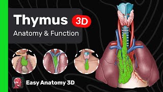 Thymus: Anatomy & Function | Easy Anatomy