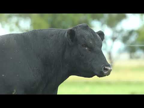 LOTE 12   TAT TE 4163 M Angus