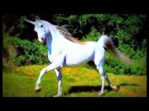 REAL UNICORN SIGHTING 2015 - Final Proof of Unicorns - Rare Footage of