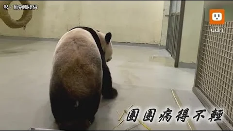 大猫熊「团团」走路后肢拖行 兽医证实：病情恶化 - 天天要闻