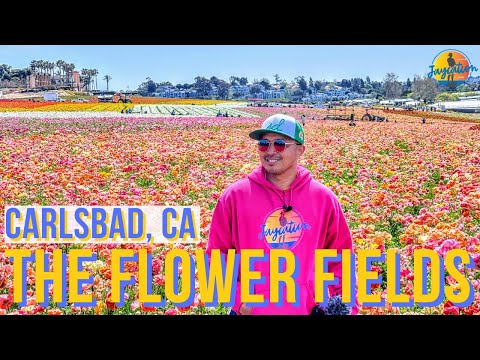 ვიდეო: კარლსბადის ყვავილების მინდვრების მონახულება