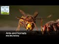 Ants and hornets. Hornissen vs Ameisen. Normale Geschwindigkeit und max 500 fps