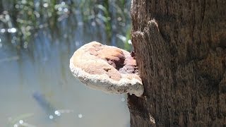 Tree Growth - What Is This