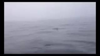 Video thumbnail of "San Francisco Shark Sighting"
