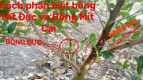Cách phân biệt bông Mít Đực và bông Mít cái #phânbiệtbôngmít