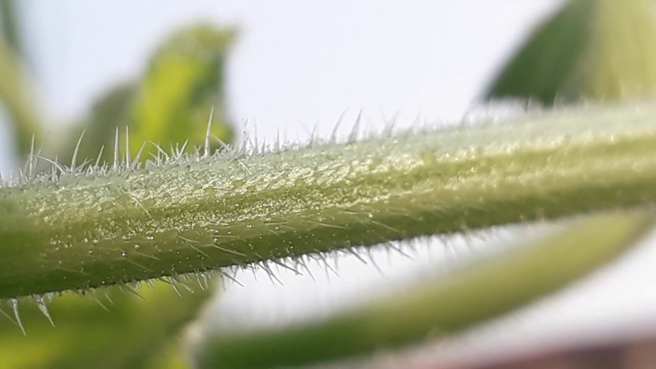 Differences between pumpkin leaves and bottle gourd YouTube