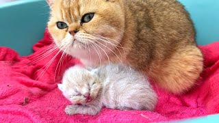 Mother cat came and meows sweetly to newborn kittens to wake them up and feed them