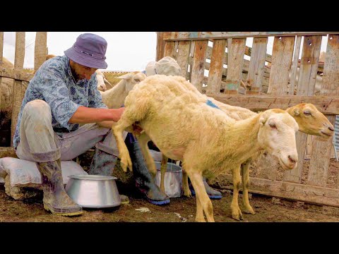 वीडियो: असली अज़रबैजानी Dovga कैसे पकाने के लिए
