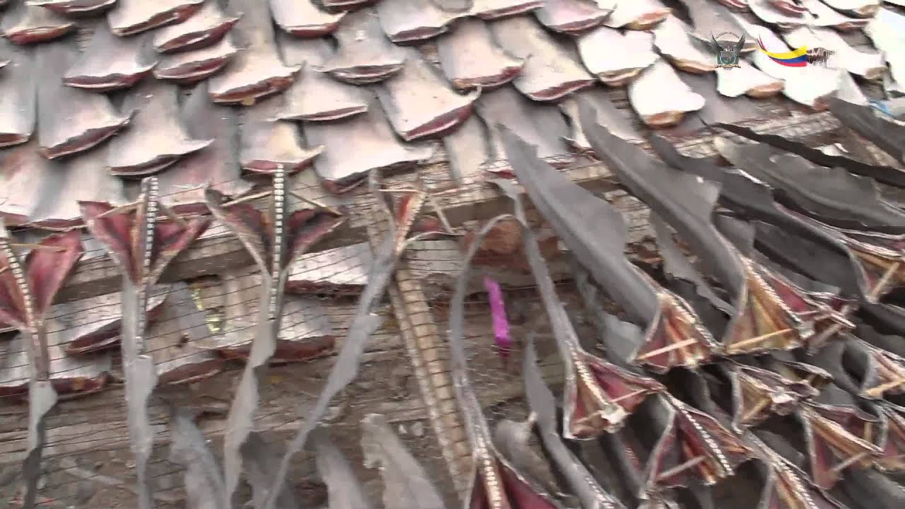 Operativo Tiburón marca un precedente a nivel mundial sobre la pesca indiscriminada