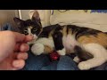 Chelsea - Spirit Cat available for adoption at Dakin Humane Society.