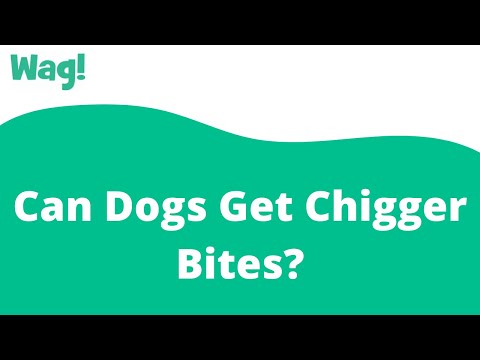 Video: Mogu li psi donijeti chiggers u kuću?