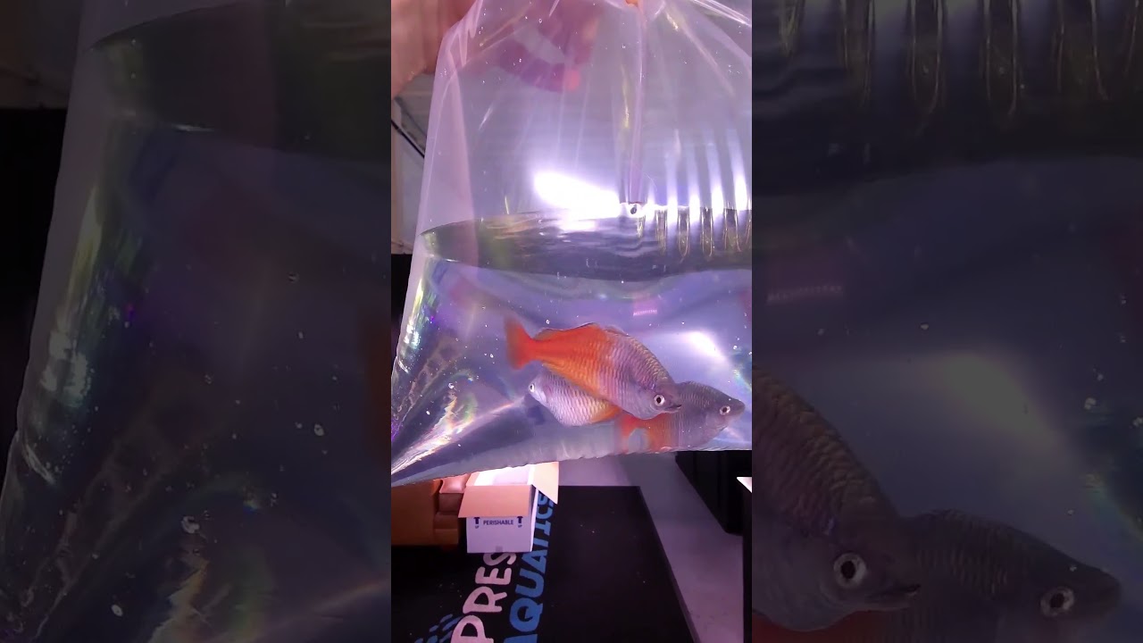 These fish are shipping up to Boston, but you can score a bag this weekend in Paducah.