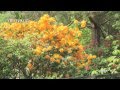 Les plantes de terre de bruyre  crer un massif  conseils dun producteur   truffaut