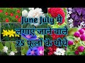 25 Flower Plants To Grow In June & July || जून जुलाई में लगाएं जाने वाले फूलों के पौधे