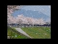 幸せ桜 みなみあい かばー 山里