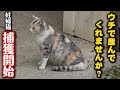 どうしても助けたい…妊婦猫を捕獲します