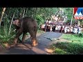 Elephant runs amok, kills two mahouts in Kottayam | Manorama News