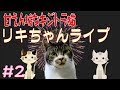 第2回☆リキちゃんライブ☆生リキちゃん☆素のリキちゃんを覗いちゃおう！【リキちゃんねる☆猫動画】生配信・ライブ配信・パパのお膝の上で甘えん坊