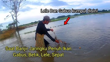 JARING IKAN GABUS SAAT BANJIR TERNYATA BANYAK IKAN LELE DAN BETOK