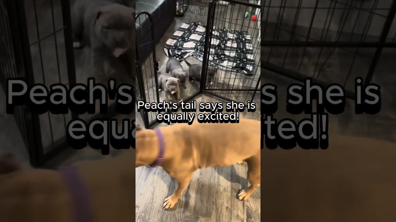 How long can Peach visit? 