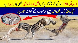 زیبرا کے جنگلی جانوروں پر خطرناک حملے۔ | Zebra vs cheetah | Dilchasp Information