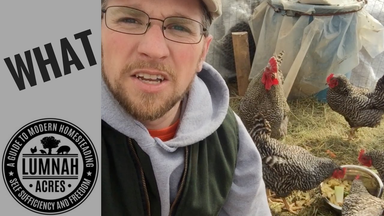 How we feed 14 Chickens Organically feed for only 1.54 a day! YouTube