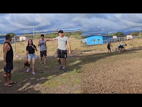 Correteando las gallinas para hacer la cena navideña🎄El corral quedo terminado.