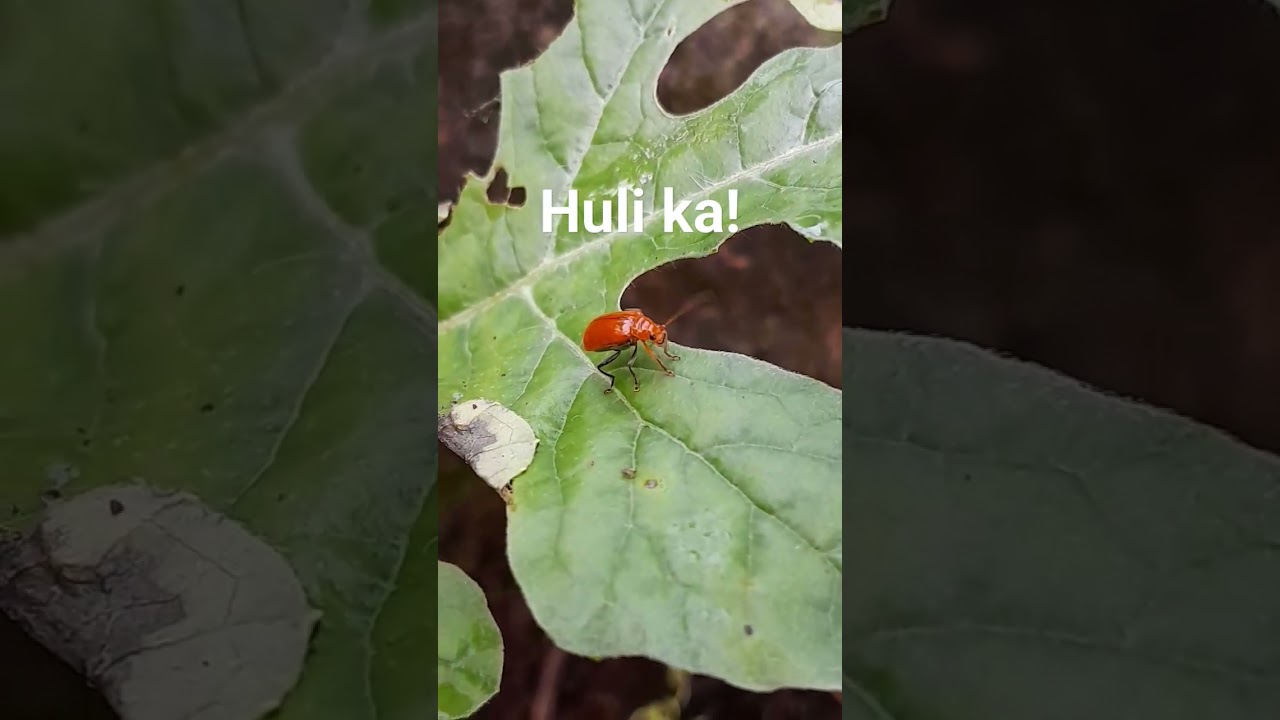 Huli pero di kulong! 