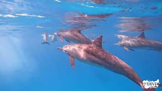 Дюгони, дельфины и заповедные рифы Красного моря