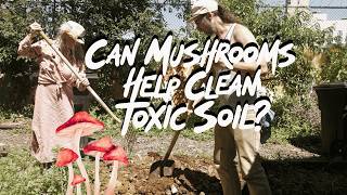 What happens when you bury MUSHROOMS in toxic soil?
