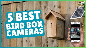 Top 5 Best Bird Box Cameras | Capture Every Feathered Moment!