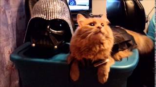 Posing Darth Vader Cat | Oliver the Tat