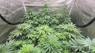 Week 1 Bloom Left Overs Found 7 Males. Tent 3 Found another 3. Tent 1 Harvest on Wednesday Week 12 