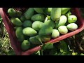 HARVESTING GREEN MANGO