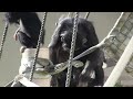 リュウ家族と双子ガール 324 Ryu family & twin girls chimpanzee