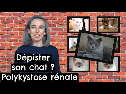 Vidéo: Les genettes sont-elles apparentées aux chats ?