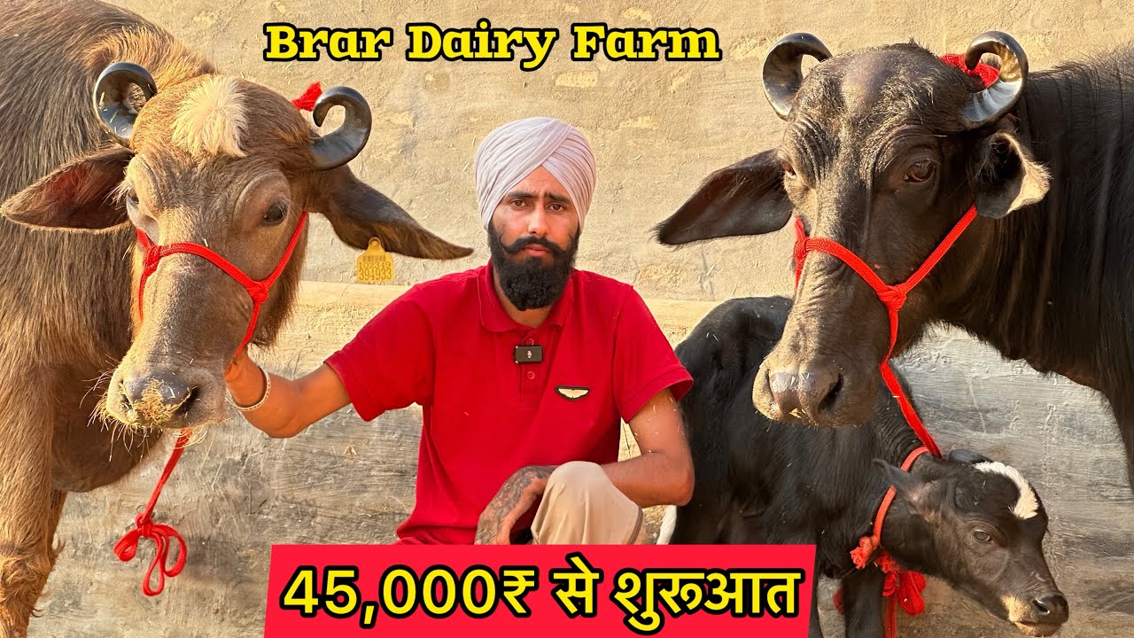 आज खरिदे सब की पहली पसंद भुरी झोटी । क़ीमत 45,000₹ से शुरू 2 भैंसे और 2 गाय बिकाऊ Brar Dairy Farm 