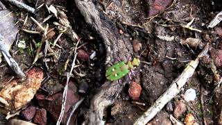 Persiguiendo una Cicindela campestris