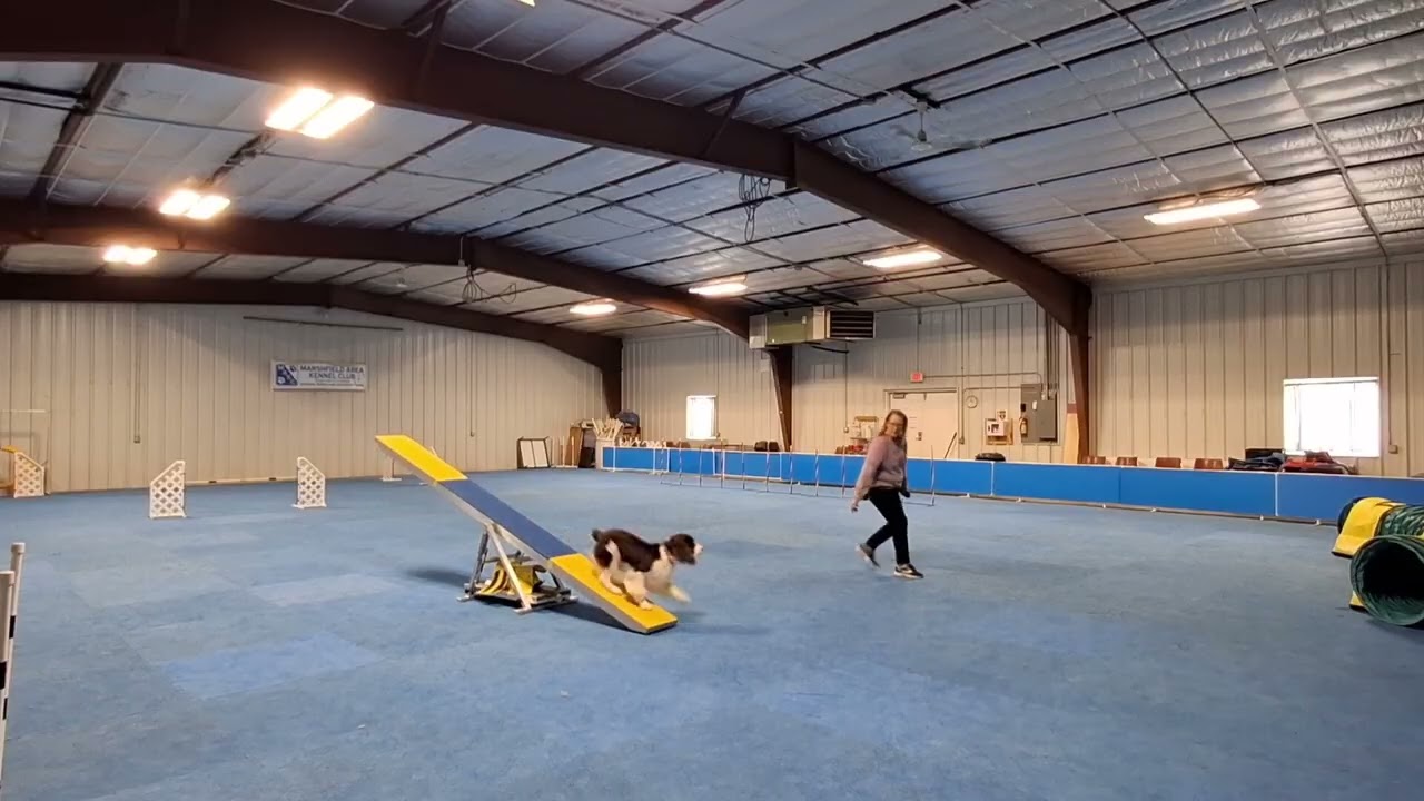 Sport, toy play, startline,  lateral push, teeter, weaves at speed